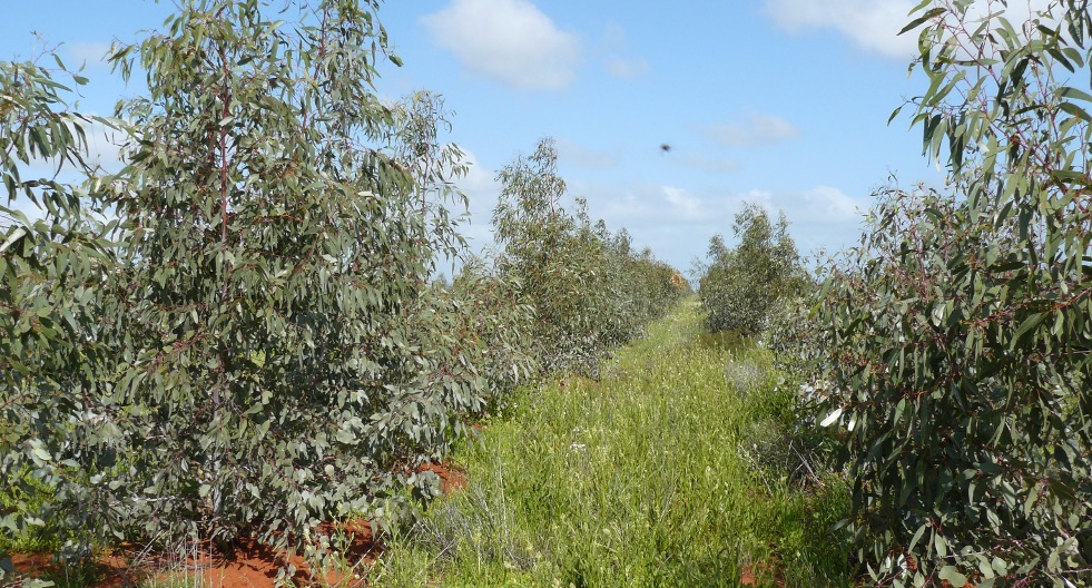 3 year old biodiverse native species at “Tomora” Project - part of the Yarra Yarra Biodiversity Corridor.